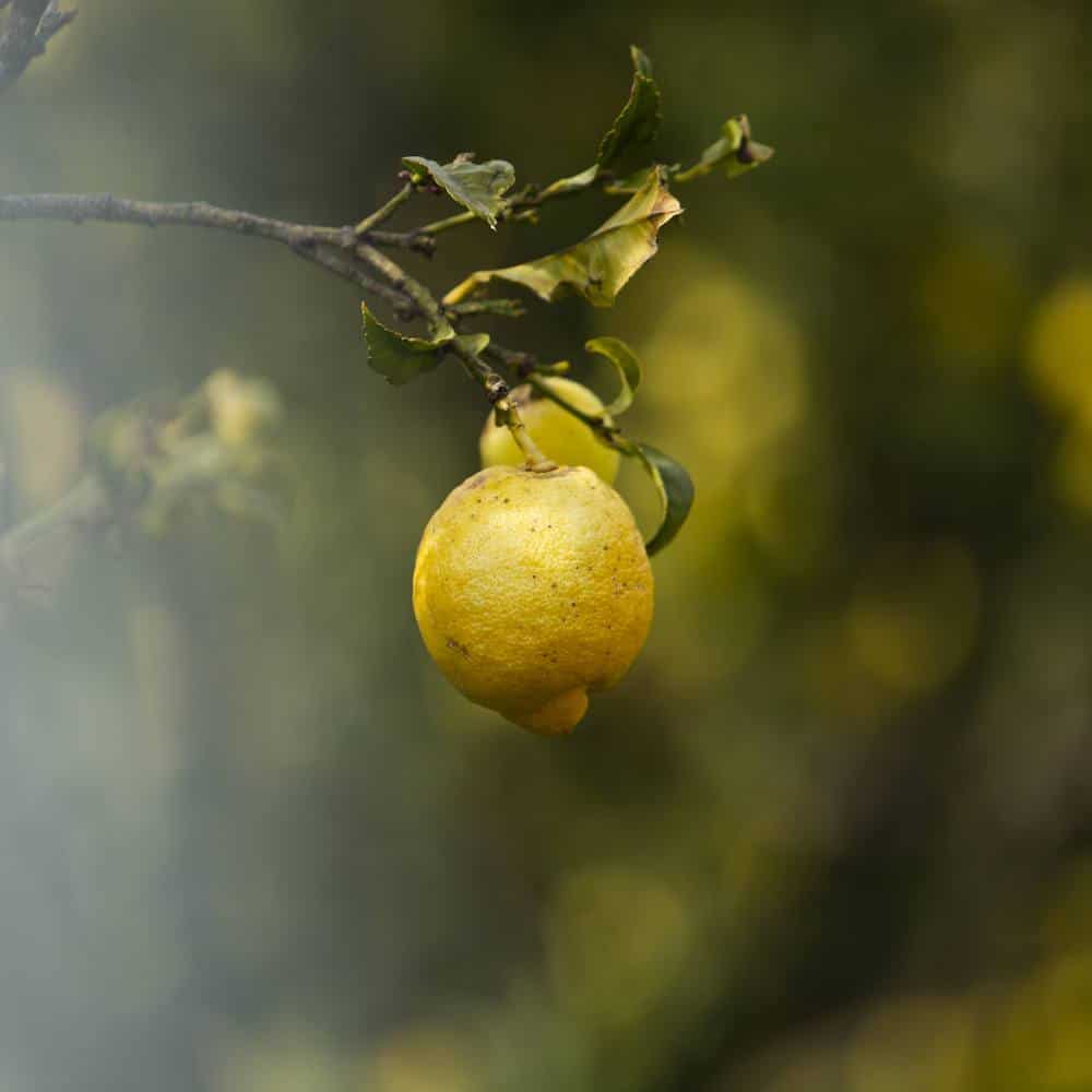 citron agriculture biologique