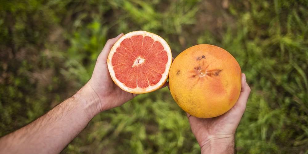 pomelo corse agriculture biologique